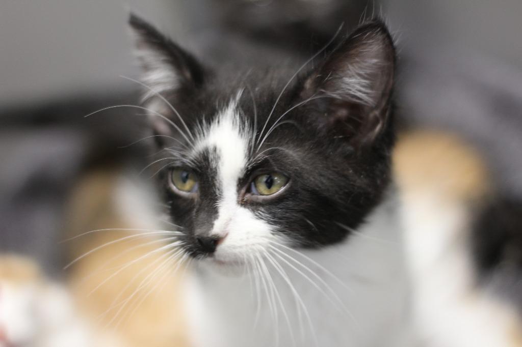 Lightning (special med.needs), a Adoptable mixed breed in Rockford, IL image 3/4
