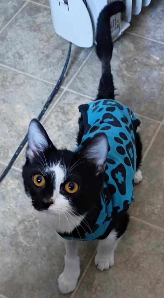 Lightning (special needs), Adoptable, Kitten Male Domestic Short Hair.