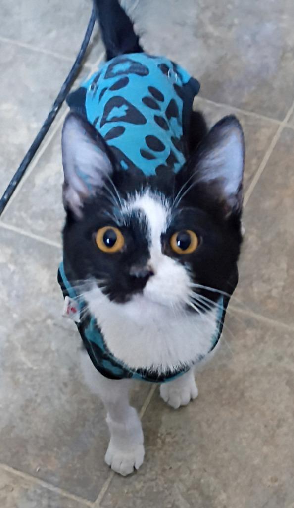 Lightning (special med.needs), a Adoptable mixed breed in Rockford, IL image 4/4