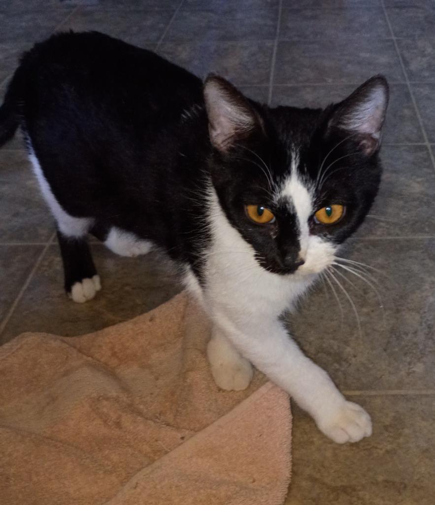 Lightning (special med.needs), Adoptable, Kitten Male Domestic Short Hair.