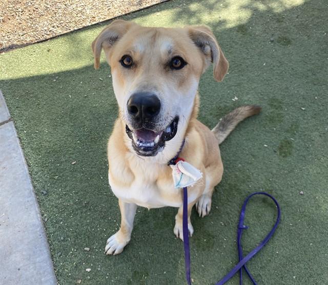 GELATO, Adoptable, Young Male Carolina Dog & Mixed Breed.