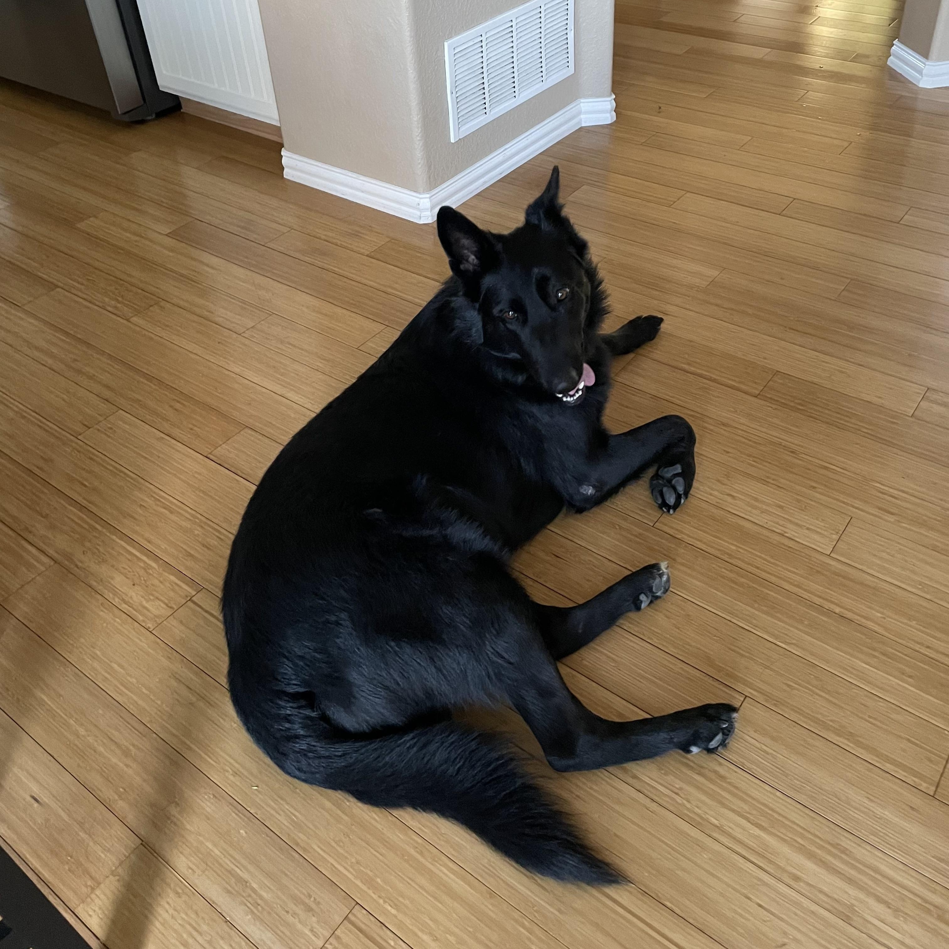 Luke, a Adopted German Shepherd Dog in San Diego, CA image 1/2