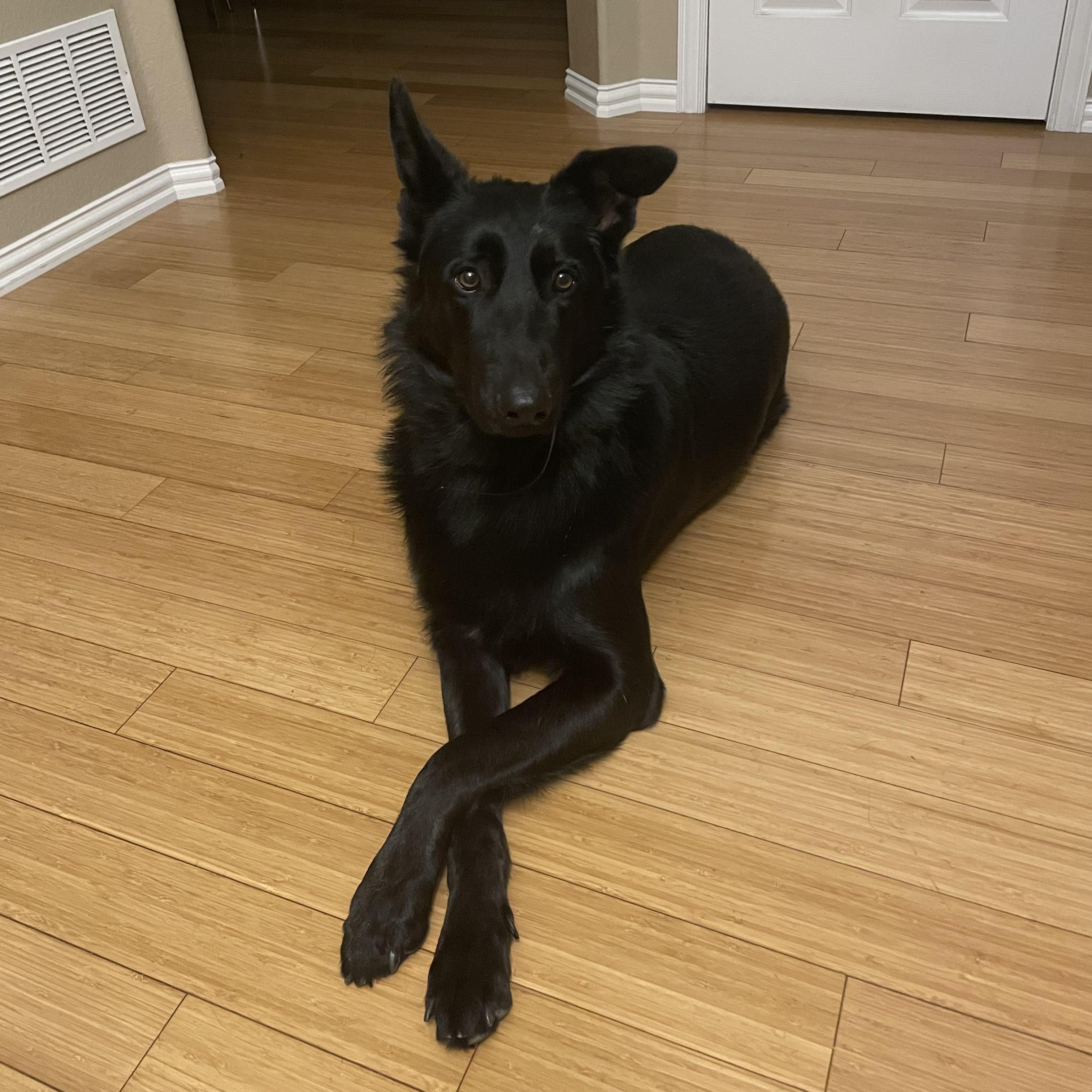 Luke, a Adopted German Shepherd Dog in San Diego, CA image 2/2