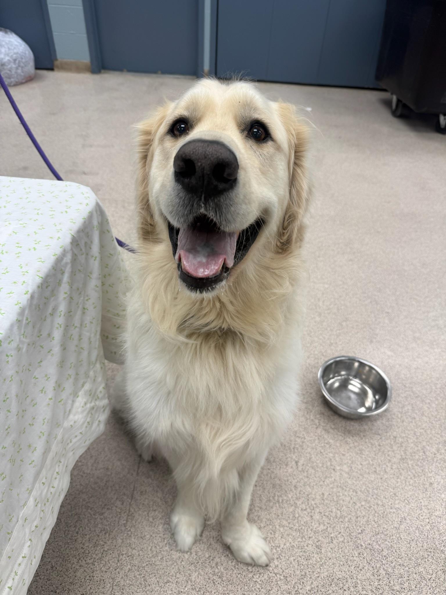 Aslan, adoptable, Adult Male Golden Retriever & Great Pyrenees.