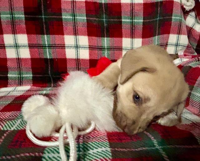 Tanner, an adopted mixed breed in CHURCHVILLE, NY image 4/6