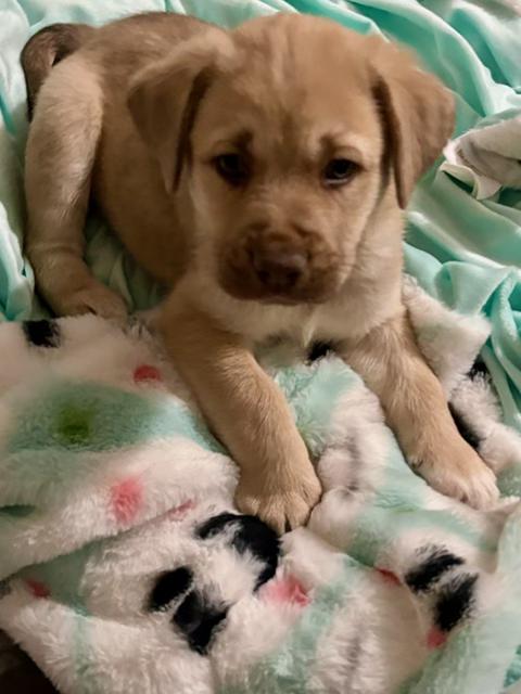 Tanner, an adopted mixed breed in CHURCHVILLE, NY image 3/6