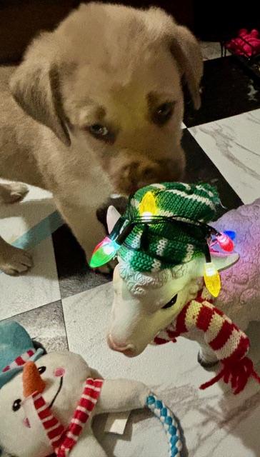 Tanner, an adopted mixed breed in CHURCHVILLE, NY image 5/6