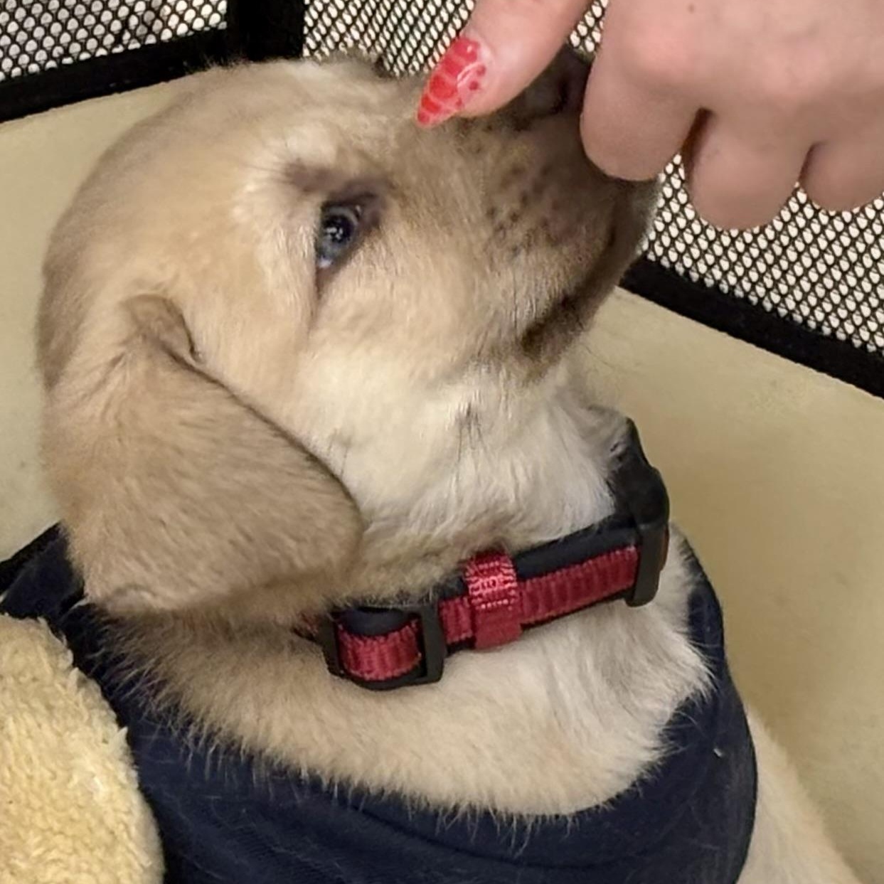 Tanner, adopted, Puppy Male Australian Shepherd.