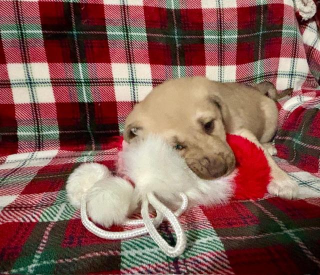 Tanner, an adopted mixed breed in CHURCHVILLE, NY image 6/6