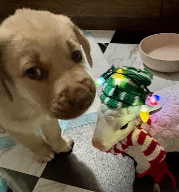 Tanner, an adopted mixed breed in CHURCHVILLE, NY image 2/6