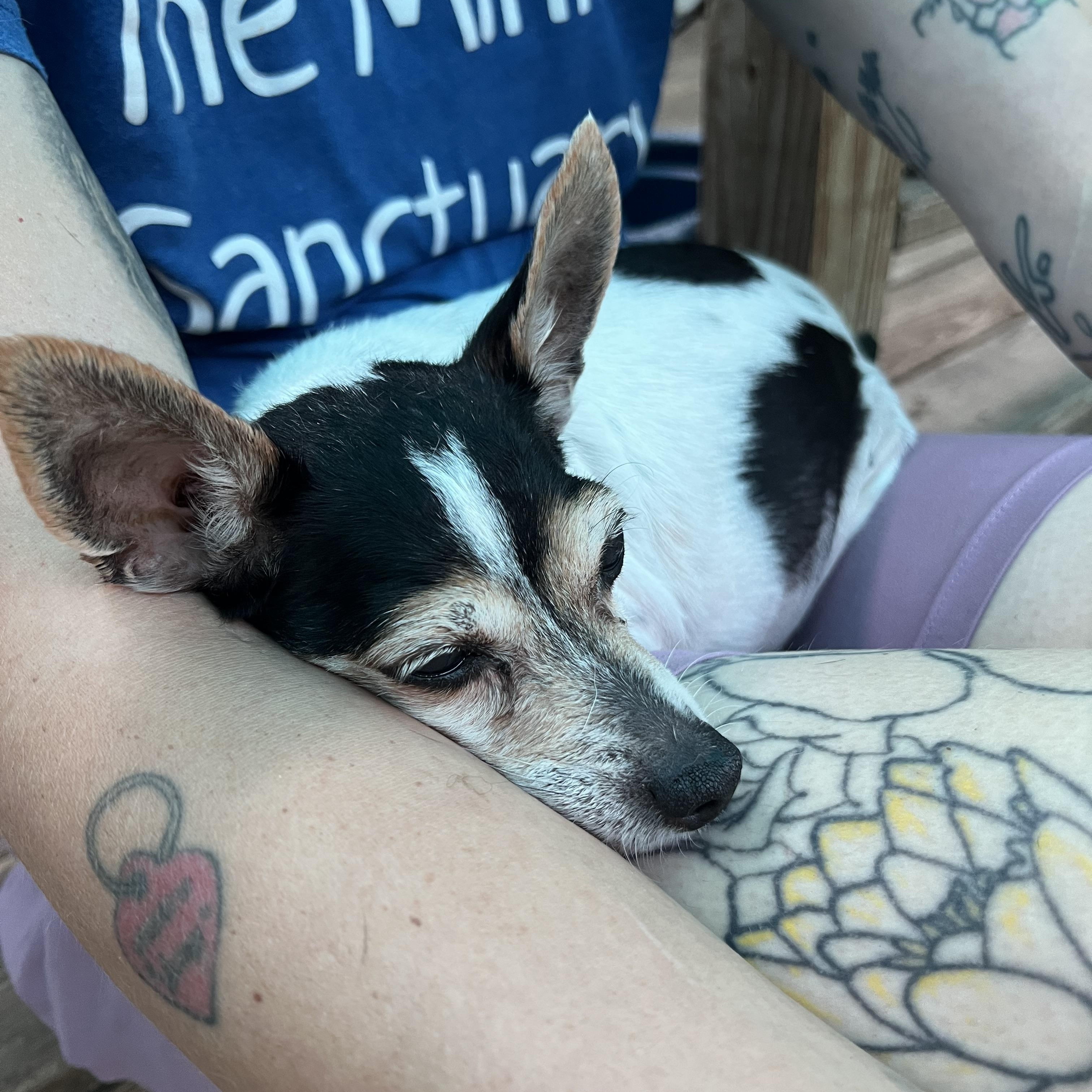 Mandy, an adopted Mixed Breed in Bowdoin, ME image 3/6