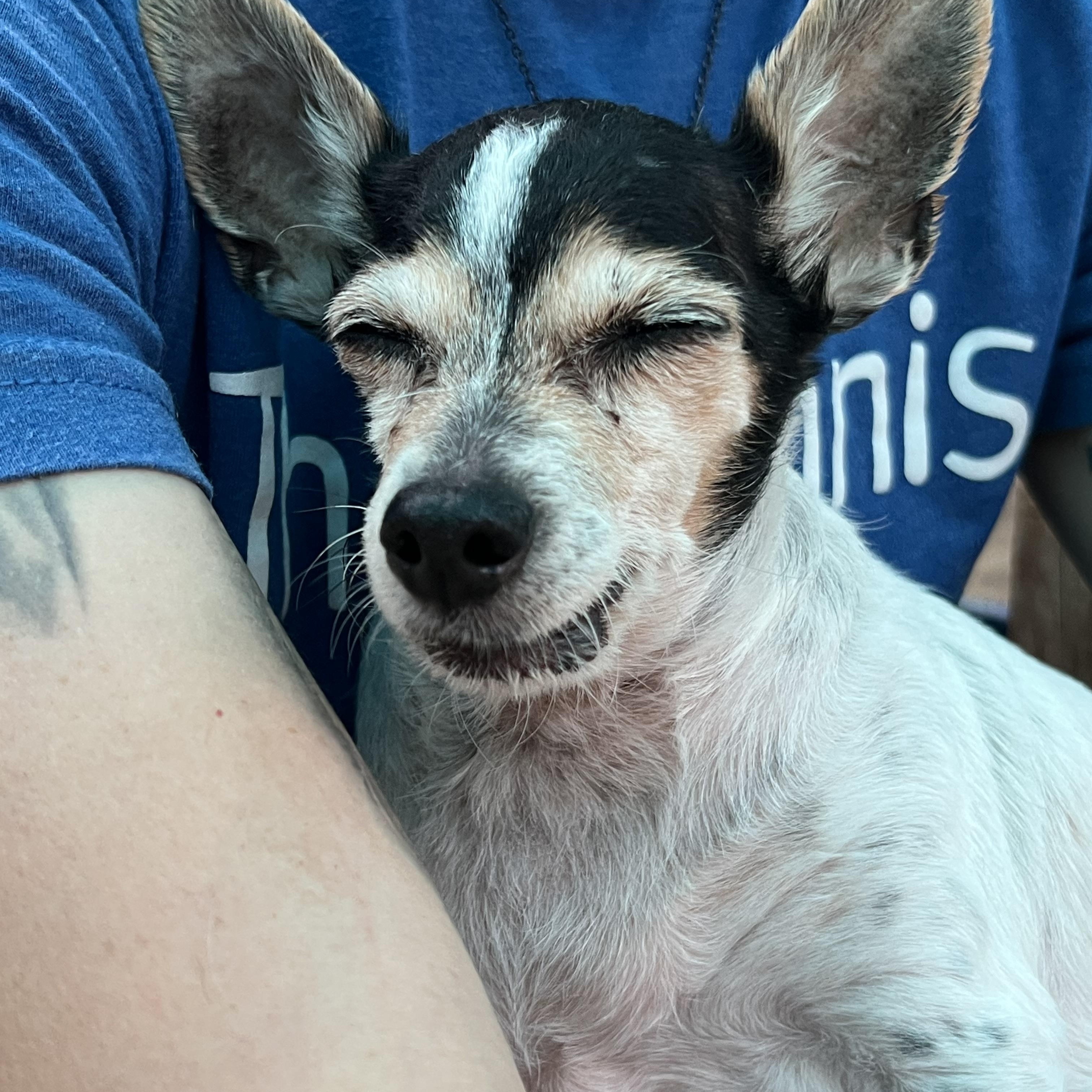 Mandy, an adopted Mixed Breed in Bowdoin, ME image 2/6