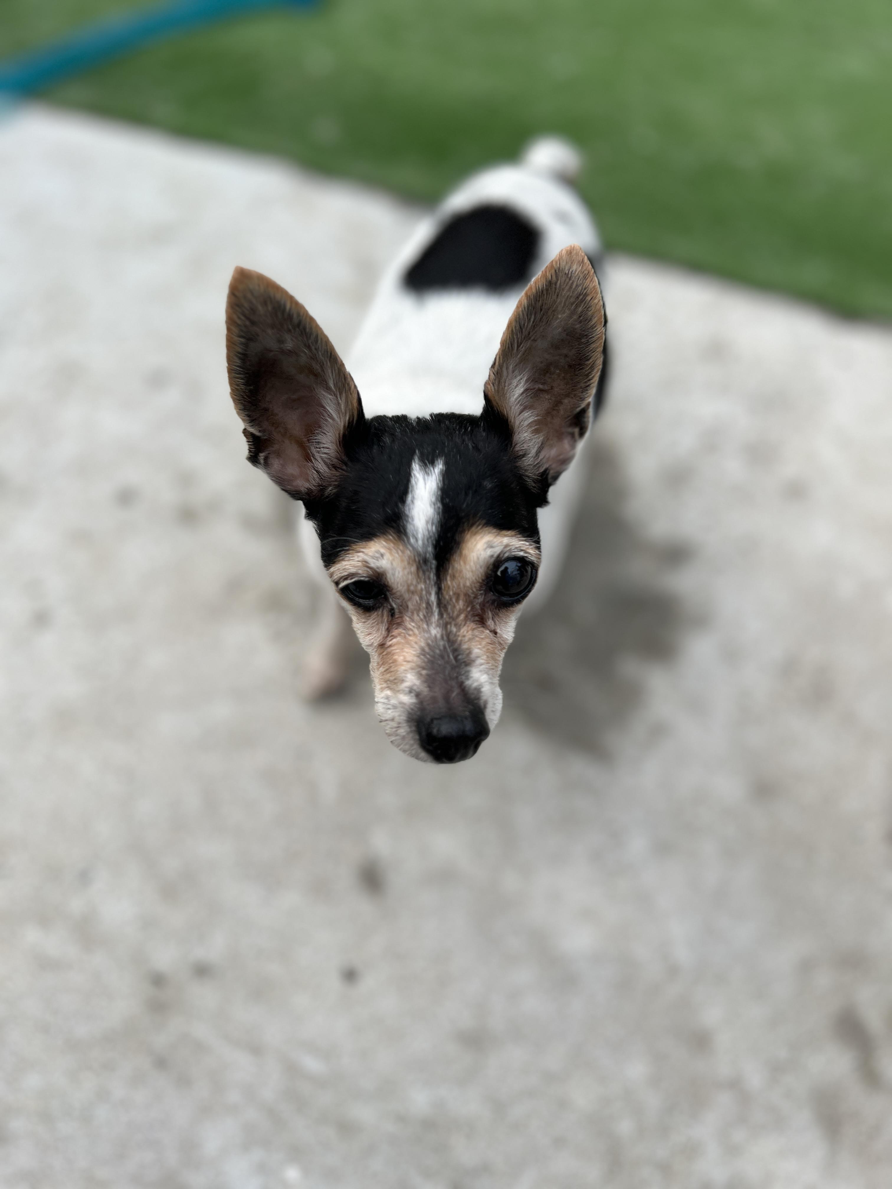 Mandy, an adopted Mixed Breed in Bowdoin, ME image 5/6
