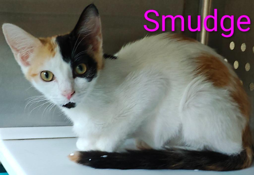 Smudge, Adoptable, Kitten Female Domestic Medium Hair.