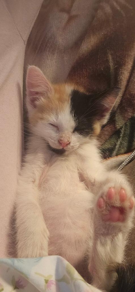 Enlarge Smudge, a Adoptable mixed breed in Mena, AR image 2/4