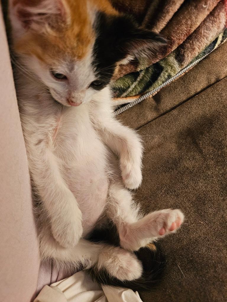 Enlarge Smudge, a Adoptable mixed breed in Mena, AR image 3/4