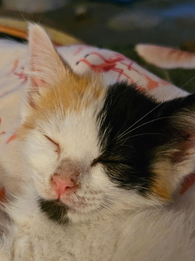Enlarge Smudge, a Adoptable mixed breed in Mena, AR image 4/4