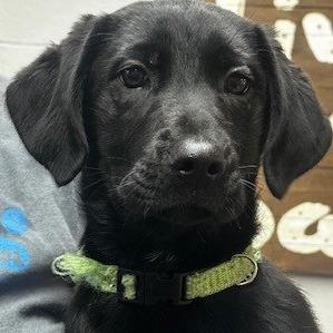 Enlarge Bailey, a Adoptable Black Labrador Retriever in Coos Bay, OR image 1/1