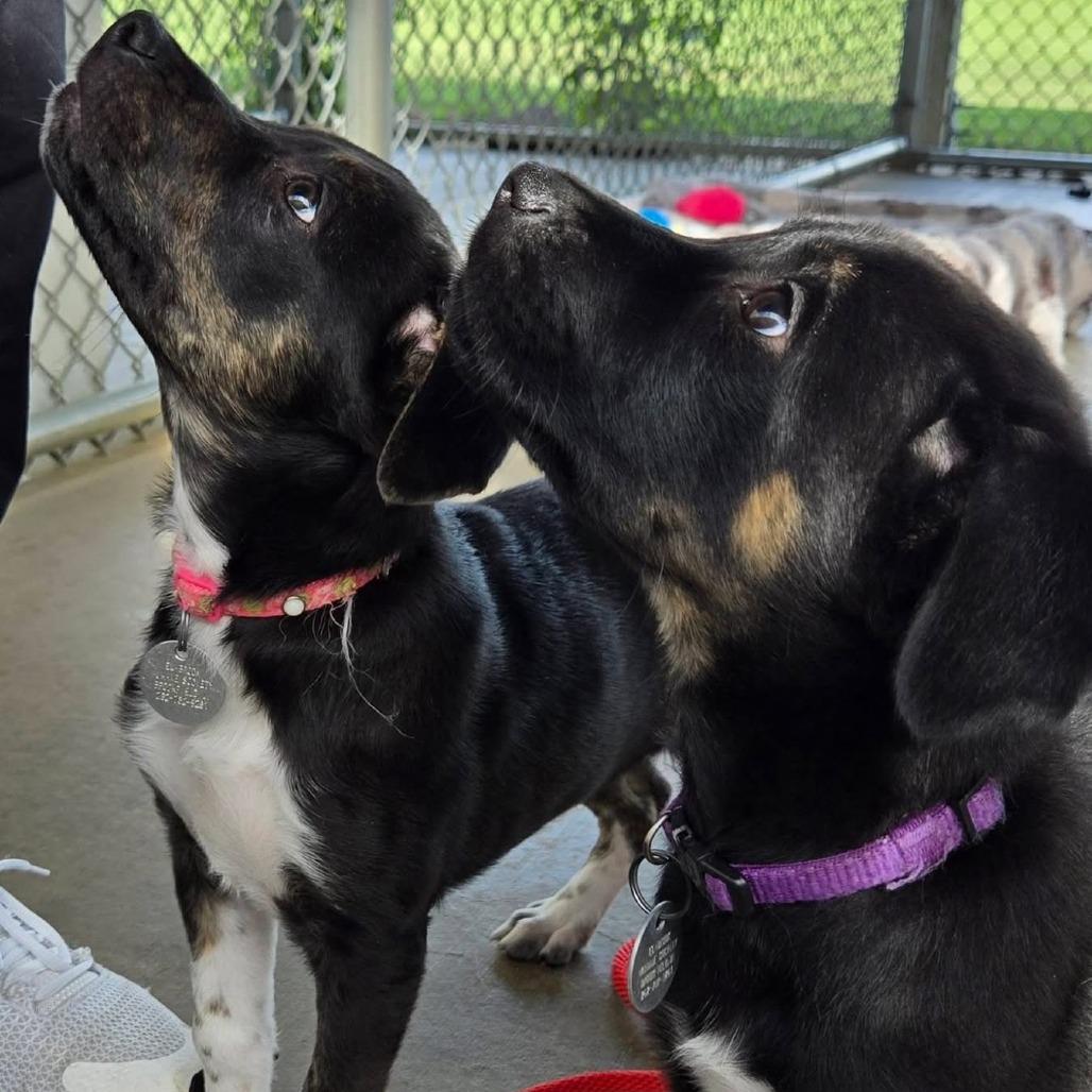 Toucan, Adoptable, Puppy Male Mixed Breed.