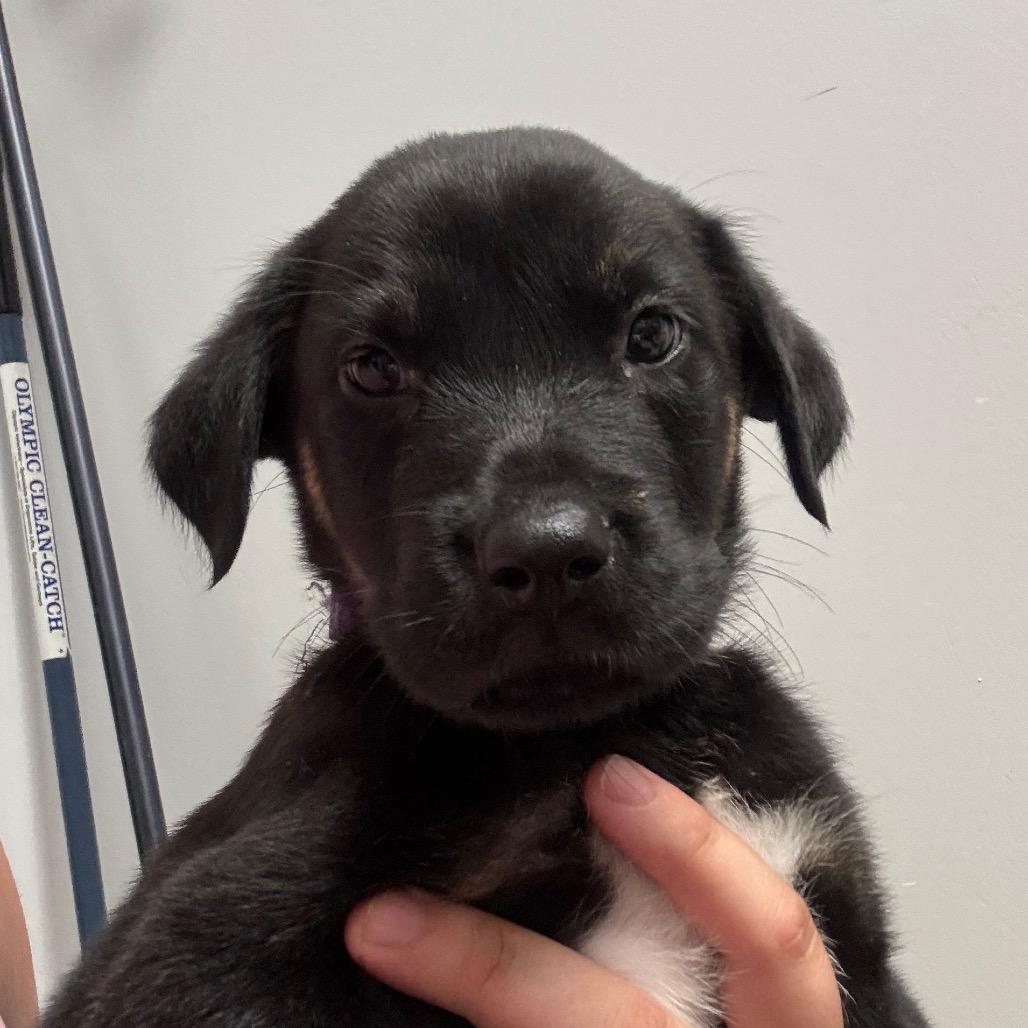 Toucan, Adoptable, Puppy Male Mixed Breed.