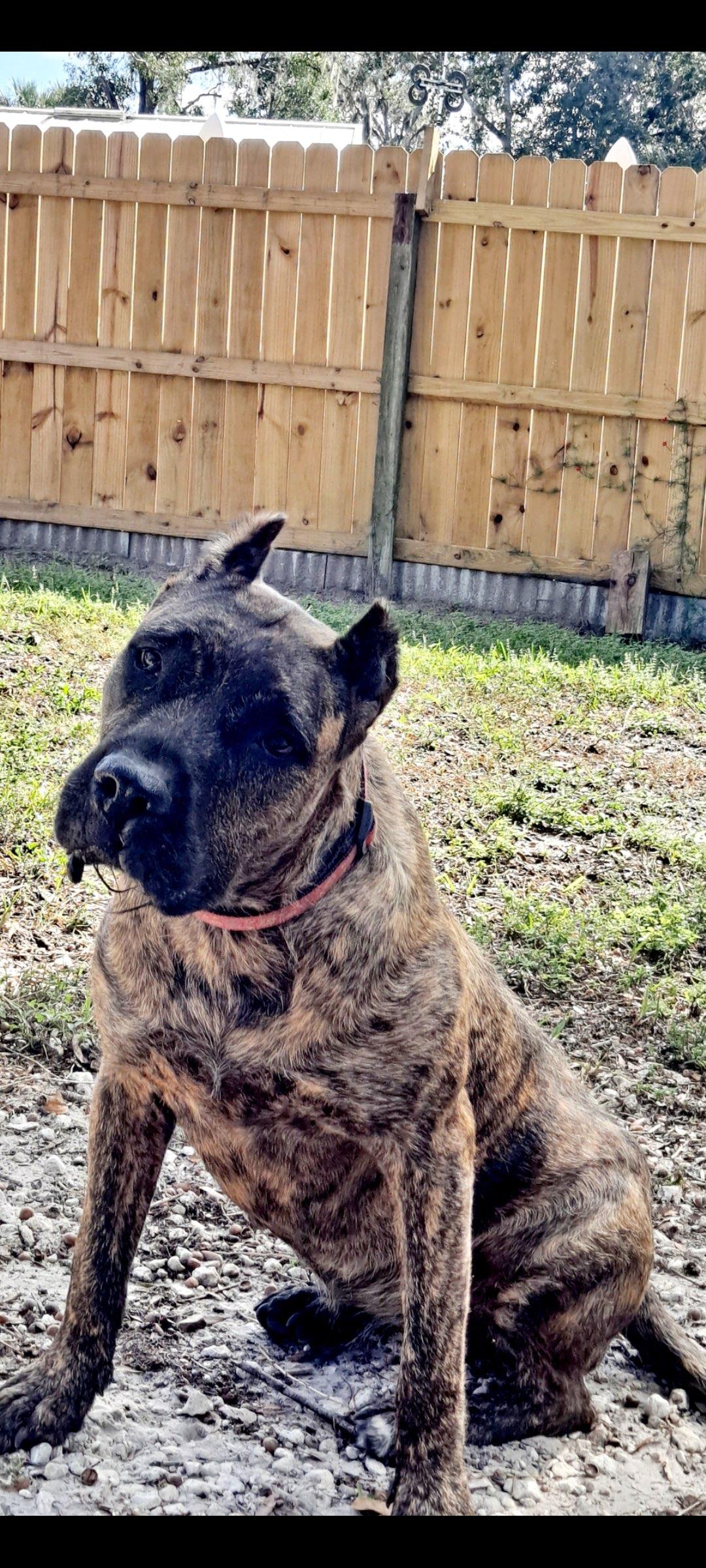 Valkyrie, a Adoptable Presa Canario in New Port Richey, FL image 4/6