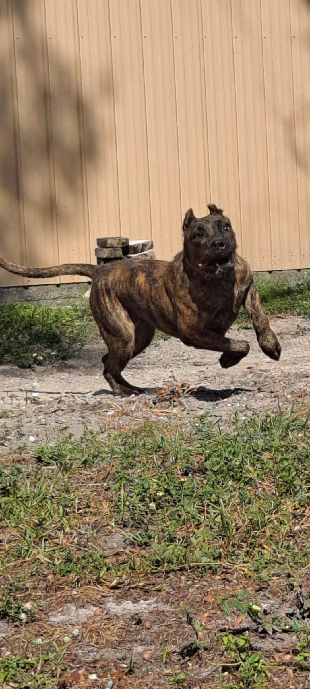 Valkyrie, a Adoptable Presa Canario in New Port Richey, FL image 5/6