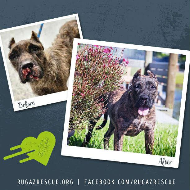 Valkyrie, a Adoptable Presa Canario in New Port Richey, FL image 6/6