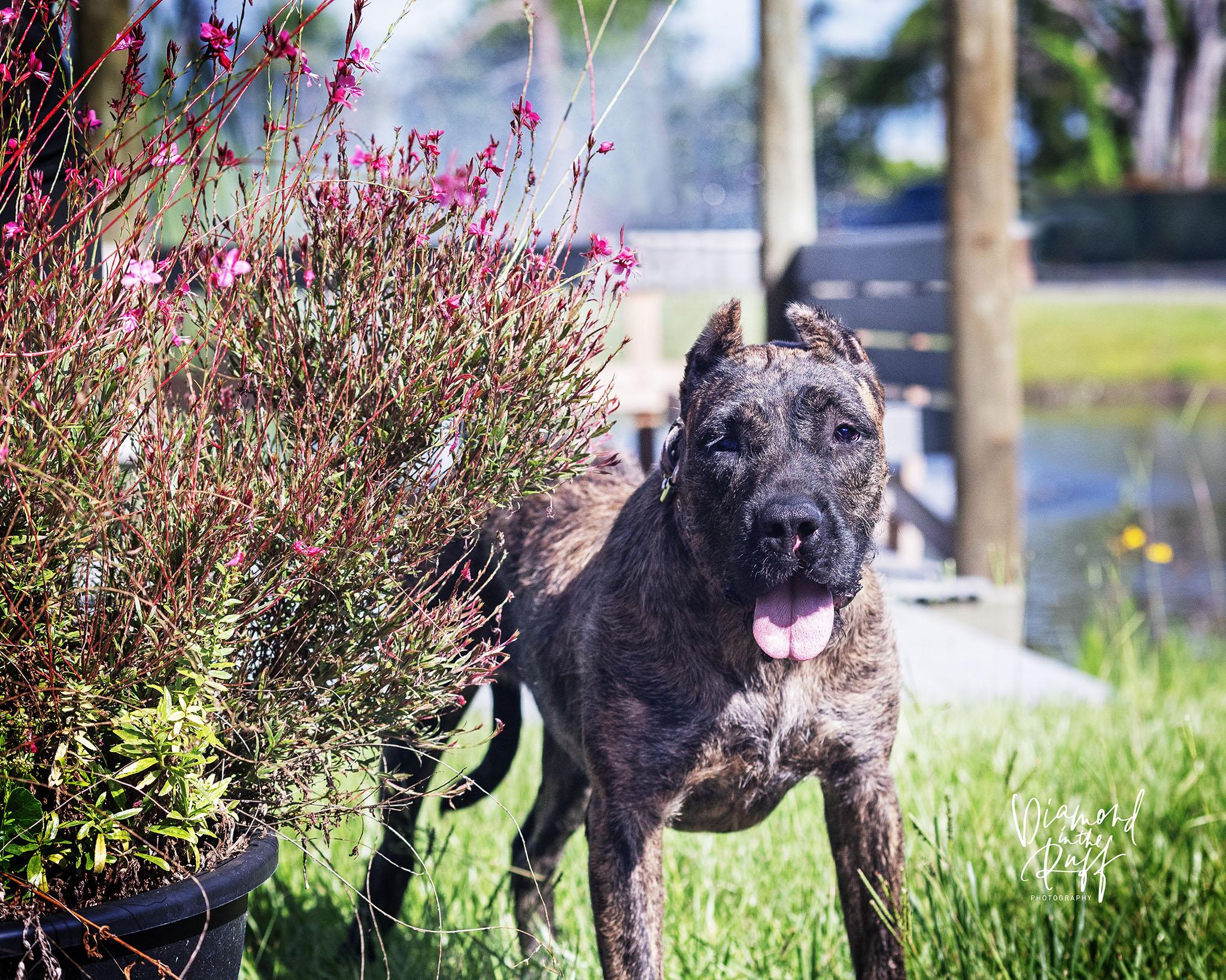 Valkyrie, a Adoptable Presa Canario in New Port Richey, FL image 3/6
