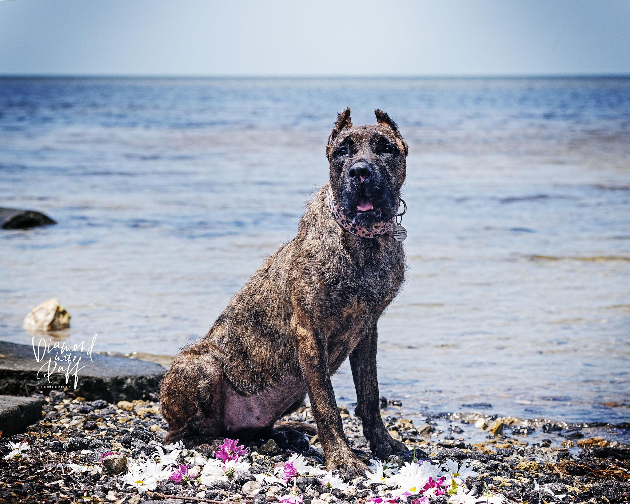 Valkyrie, a Adoptable Presa Canario in New Port Richey, FL image 2/6