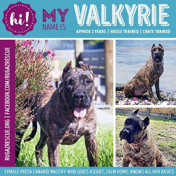 Valkyrie, a Adoptable Presa Canario in New Port Richey, FL image 1/6