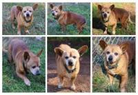 Chikis **Home for the Holidays 1/2 price!, a Adoptable Chihuahua in Alpharetta, GA image 1/4