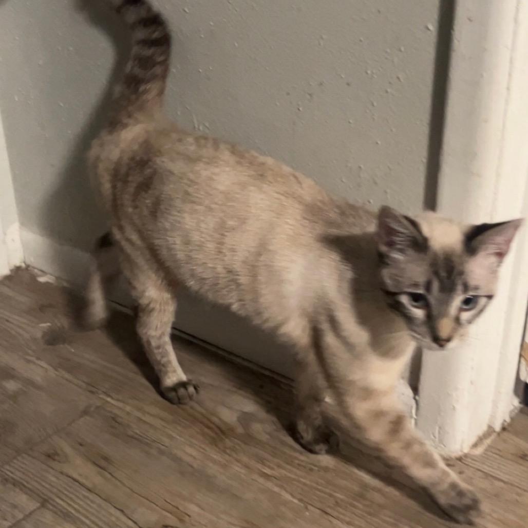 Choco, Adoptable, Young Male Siamese.