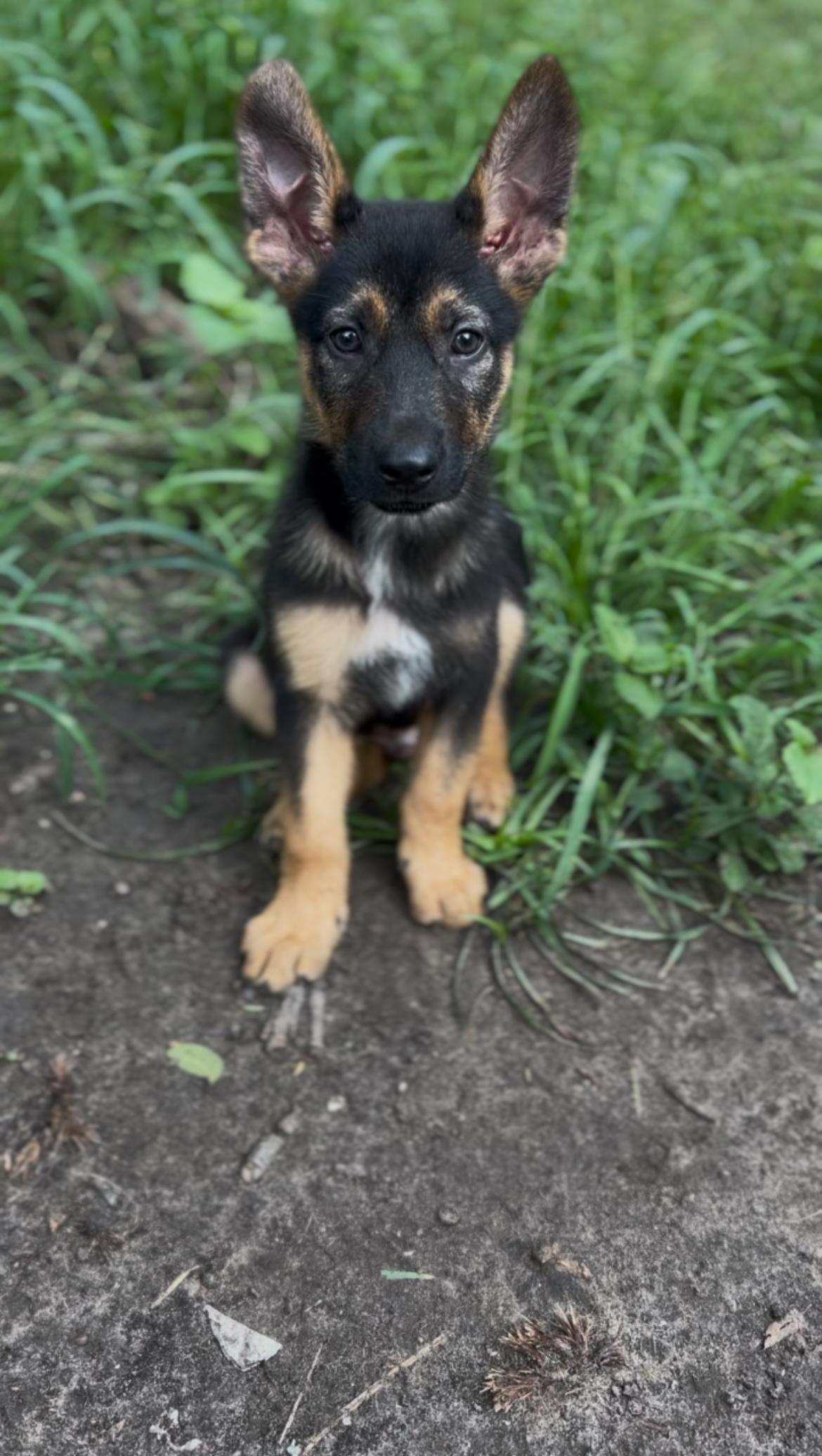 Enlarge Drone, a Adopted mixed breed in Houston, TX image 1/3