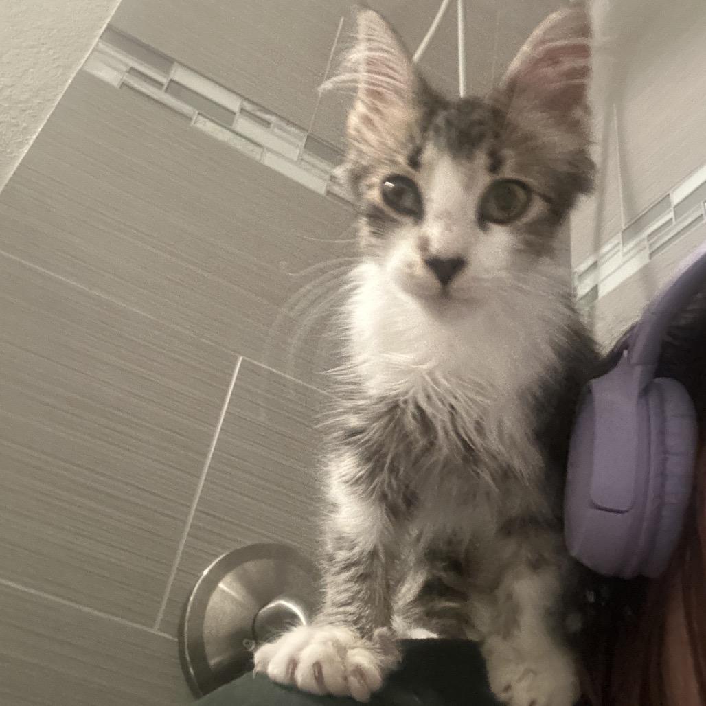 Geraldine, Adoptable, Kitten Female Domestic Medium Hair.