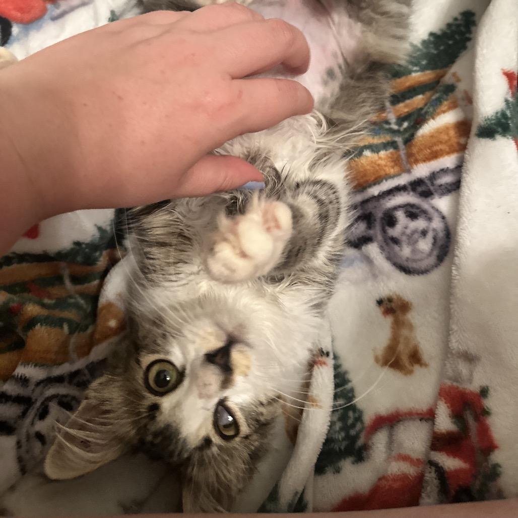 Enlarge Geraldine, a Adoptable Domestic Medium Hair in Amarillo, TX image 2/4