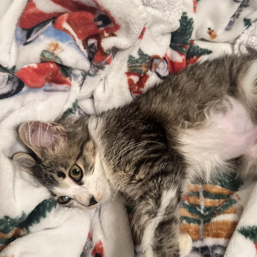 Enlarge Geraldine, a Adoptable Domestic Medium Hair in Amarillo, TX image 3/4
