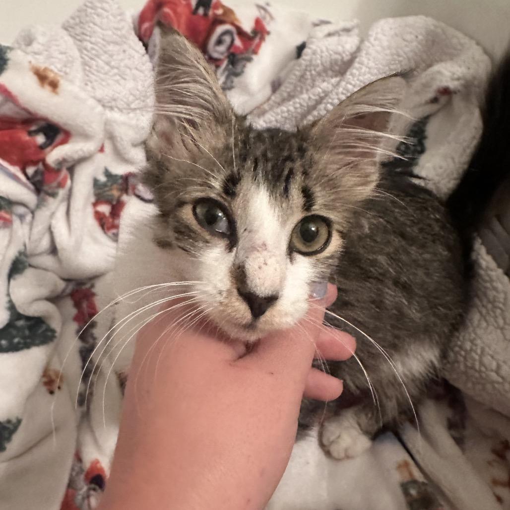 Enlarge Geraldine, a Adoptable Domestic Medium Hair in Amarillo, TX image 4/4