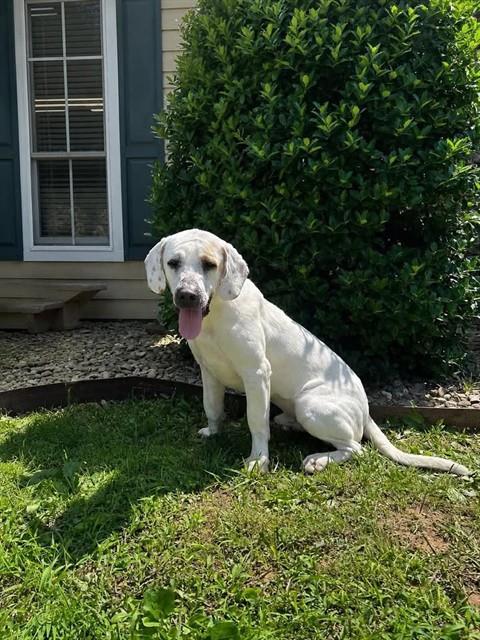 JOE DIRT, Adoptable, Young Male Plott Hound & Labrador Retriever.