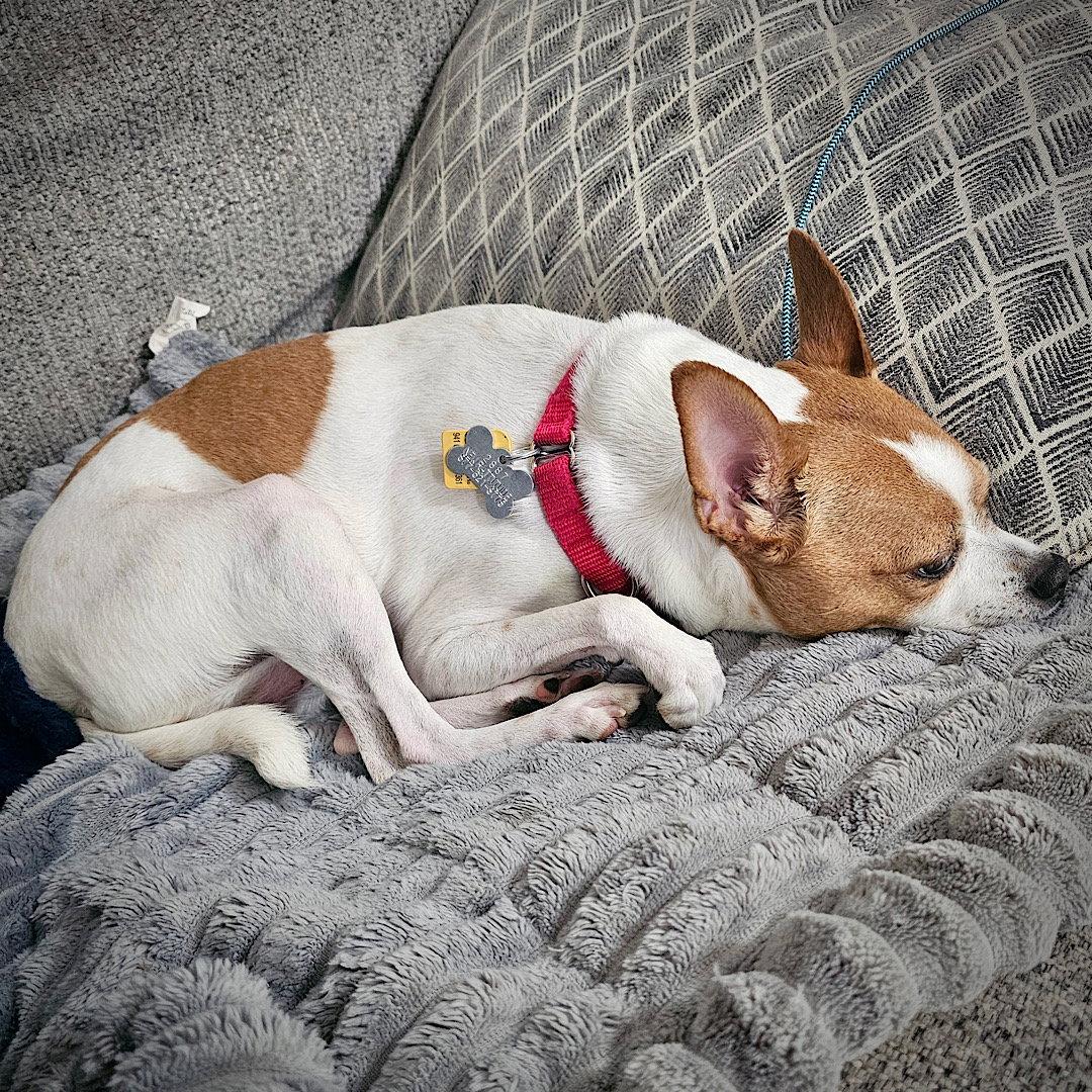 Sassy (GA), Adopted, Adult Female Rat Terrier.