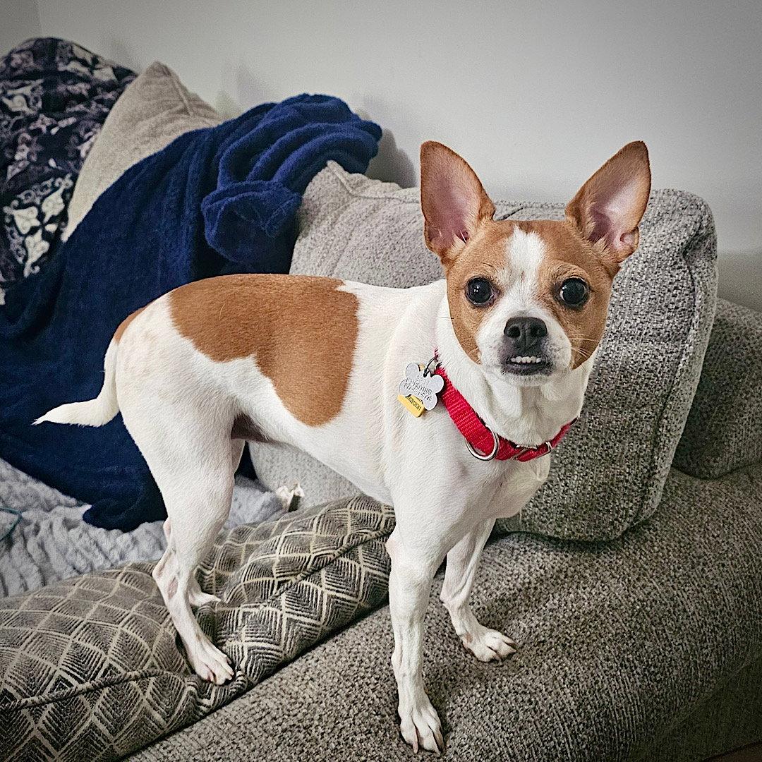 Sassy (GA), a Adopted Rat Terrier in Atlanta, GA image 3/3