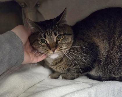 Raisin, Adoptable, Adult Male Domestic Short Hair & Domestic Short Hair.