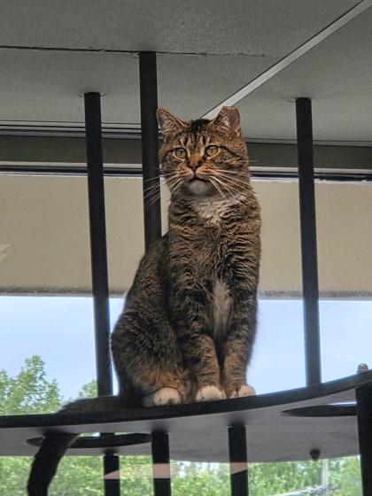 Raisin, Adoptable, Adult Male Domestic Short Hair & Domestic Short Hair.
