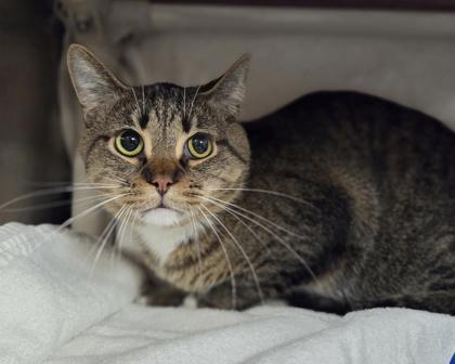 Raisin, Adoptable, Adult Male Domestic Short Hair & Domestic Short Hair.