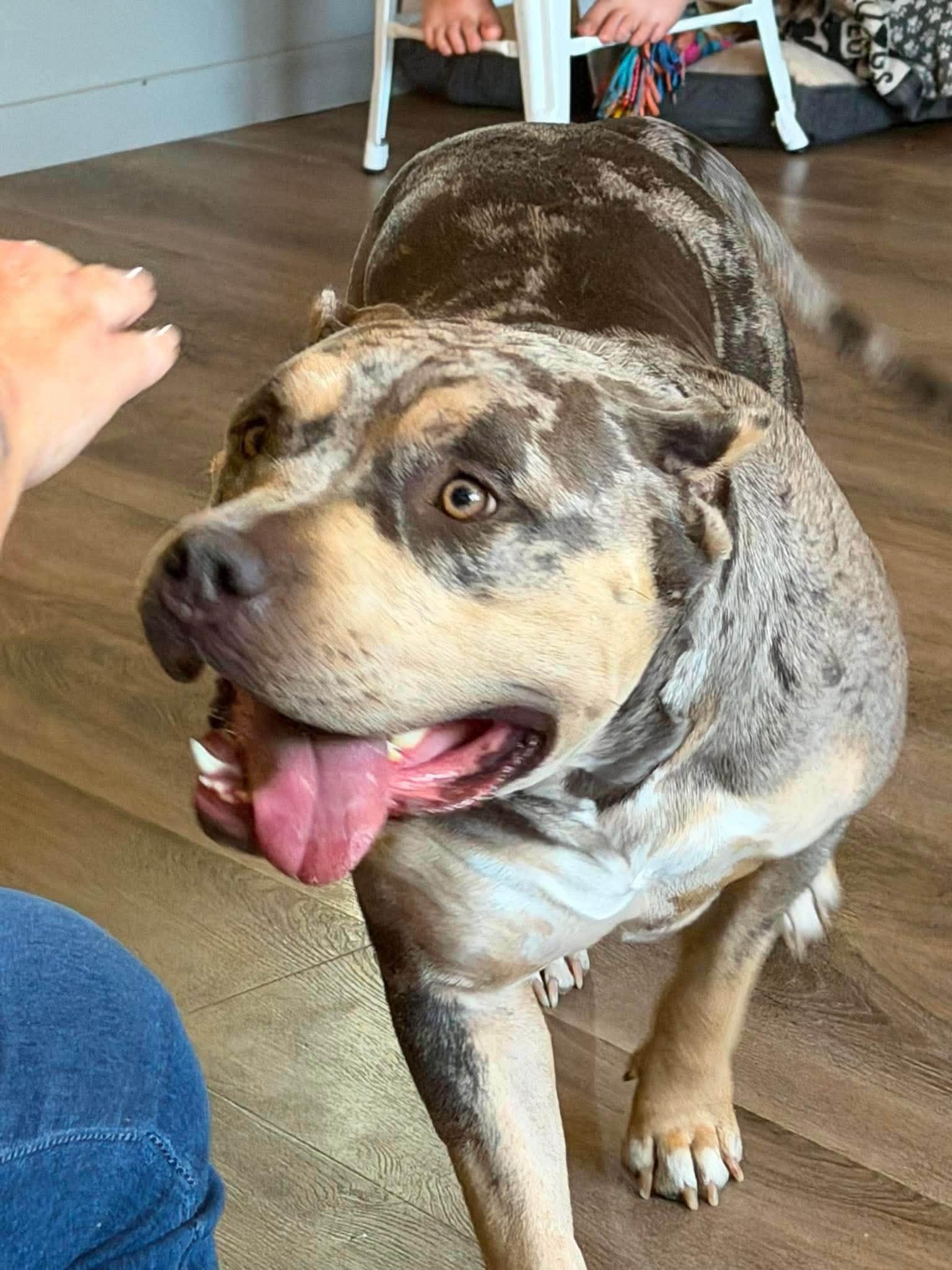 Gigi, Adoptable, Young Female American Bulldog.