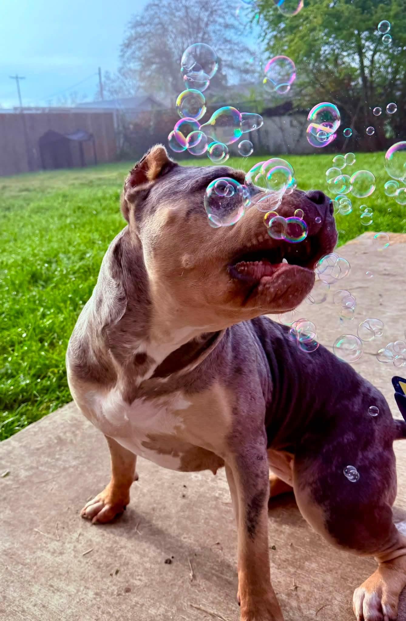 Gigi, a Adoptable American Bulldog in Roseburg, OR image 2/5