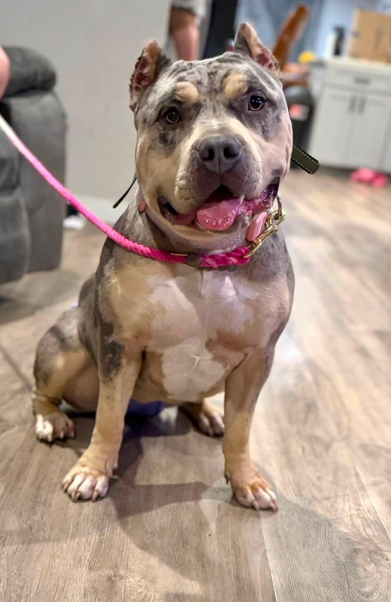 Gigi, a Adoptable American Bulldog in Roseburg, OR image 5/5