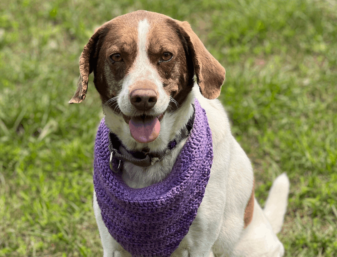 Olive photo 1