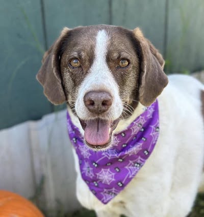 Olive, a Adoptable mixed breed in Palmyra, VA image 3/6