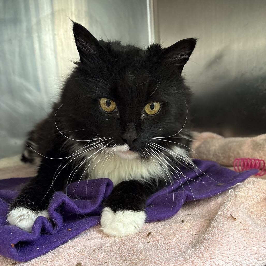 Belluscious, Adoptable, Senior Female Domestic Medium Hair.