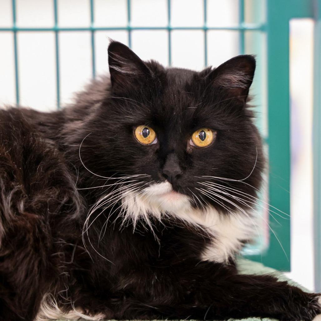 Enlarge Belluscious, a Adoptable mixed breed in Santa Barbara, CA image 2/4